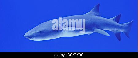 Nebrius ferrugineus - Tawny Ammenhai Stockfoto