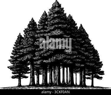 Vintage-Kiefernwald-Gravur – handgezeichnete Waldszene für Retro-Design. Stock Vektor