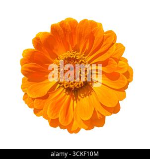 Nahaufnahme einer leuchtend orangefarbenen Zinnienblüte, isoliert auf weißem Hintergrund mit Schnittpfad. Blumendesign-Element für Karten, Einladungen, po Stockfoto