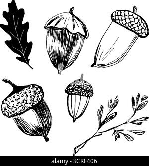 Schwarz-weiße Skizzen-Illustrationsset aus Eicheln und Eichenblättern für Naturmotive. Stock Vektor