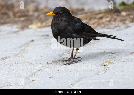 Schwarzer Vogel männlicher Schwarzvogel (Turdus merula) auf Gehsteig – Urban Wildlife Photography Stockfoto