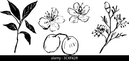 Schwarz-weiß handgezeichneter Skizziersatz mit Apfel- und Blütenillustrationen. Stock Vektor