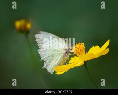Ein zarter weißer Schmetterling mit abgerissenen Flügeln liegt auf einer leuchtend gelben Blume, die die zerbrechliche Schönheit der Natur zeigt. Eine atemberaubende Makroaufnahme. Stockfoto