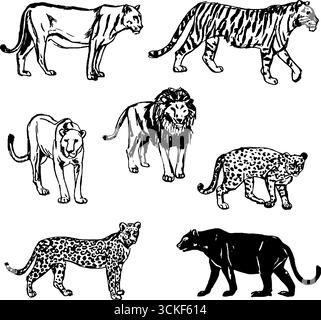 Schwarzweiß-Sketch-Kollektion wilder Katzen mit Löwen, Tiger, Leoparden, Geparden und Panther. Stock Vektor