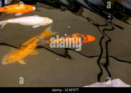 Koi Karpfen Fische Japaner schwimmen im Teich Stockfoto