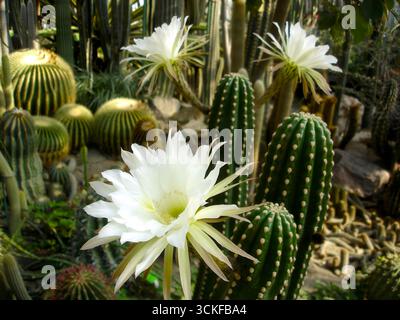 In einem Gewächshaus, umgeben von verschiedenen Sukkulenten und Kakteen, tauchen leuchtende weiße Blüten von echinopsis-Kakteen auf. Das üppige Grün trägt dazu bei Stockfoto
