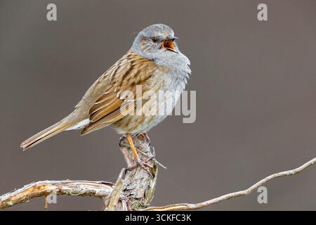 Dunnock (Prunella modularis), auf einem Ast singende Barsche, Seitenansicht, Italien, Toskana, Monti del Pratomagno Stockfoto
