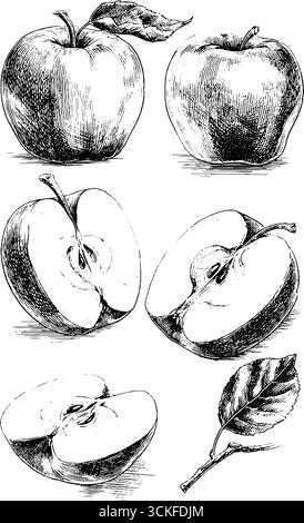 Handgezeichnete Apfel-Illustrationen mit ganzen und geschnittenen Ansichten. Stock Vektor