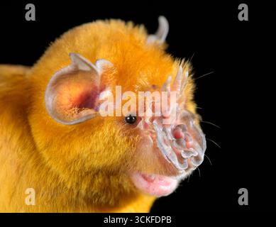 Afrikanische Dreizackfledermaus (Triaenops afer) Kopf Nahaufnahme, Kilifi County, Küste Kenia. Stockfoto