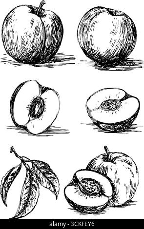 Handgezeichnete Apfel- und Pfirsichabbildungen mit Blättern in Schwarz-weiß. Stock Vektor
