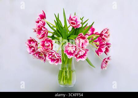 Bild eines Blumenstraußes blühender Columbus-Tulpen in einer Glasvase Stockfoto