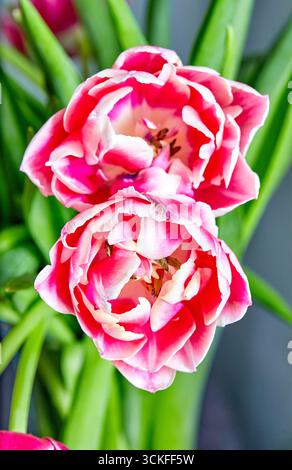 Bild von zwei geöffneten Tulpenknospen rosa Pfingstrose Columbus Stockfoto