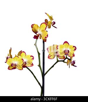 Bild einer gelben Orchidee in Innenräumen auf weißem Hintergrund Stockfoto