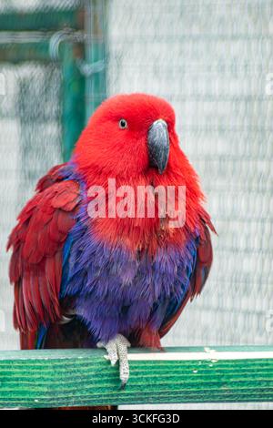Markanter roter und lila Papagei, der ruhig auf grünem Holzgeländer vor weichem Hintergrund thront Stockfoto
