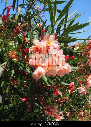 Rosa Oleander blüht im Sommersonnenlicht in Taormina Sizilien mit blauem Himmel Hintergrund und mediterraner Atmosphäre Stockfoto