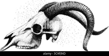 Stipple Dotwork Ziegenschädel Illustration für Tattoo- und Designprojekte. Stock Vektor