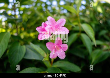 Nahaufnahme von rosa Oleanderblüten mit grünen Blättern bei natürlichem Tageslicht, Sommergarten. Stockfoto