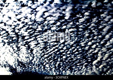 Ein Himmel voller gemusterter Wolken, wahrscheinlich Altocumulus oder Cirrocumulus, vor einem leuchtend blauen Hintergrund in Sydney, NSW, Australien. (Foto von Tara CH Stockfoto