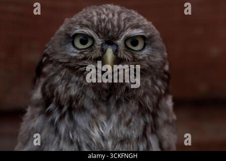 Die kleine Eule (Athene noctua), auch bekannt als die Eule von Athena oder Eulen von Minerva. Stockfoto