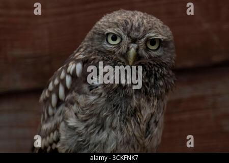 Die kleine Eule (Athene noctua), auch bekannt als die Eule von Athena oder Eulen von Minerva. Stockfoto