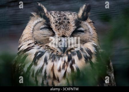 Der Bengale Eulen (Bubo bengalensis), auch indischer Eulen oder Felseneulen genannt, ist eine große gehörnte Eulenart, die auf hügeligen und felsigen Uhuren beheimatet ist Stockfoto