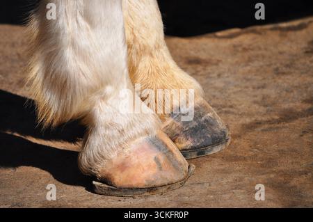 Pferdehinterbeine mit Hufeisen Stockfoto