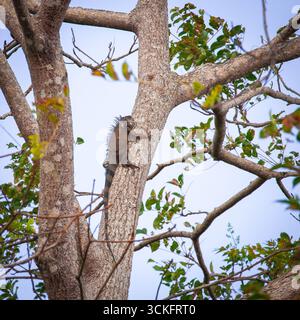 Leguan auf einem Baum im Regenwald in Zentralpanama Stockfoto