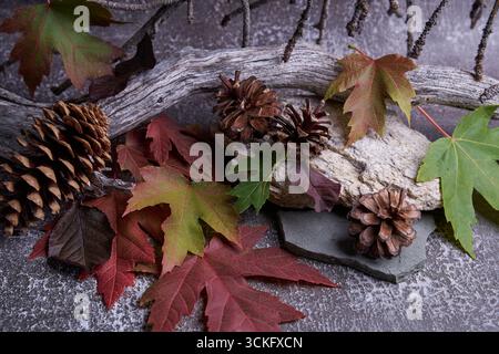 Stilleben im Moody-Herbst-Wald – Tannenzapfen und bunte Blätter auf verwittertem Treibholz mit strukturierten Zweigen. Natürlicher saisonaler Hintergrund. Stockfoto
