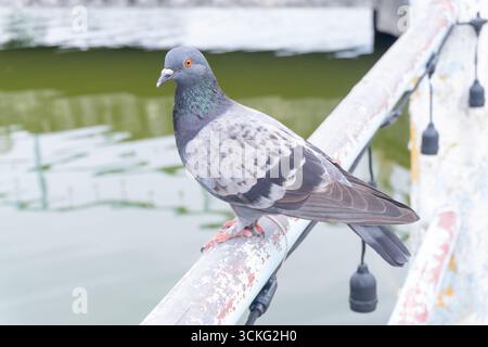 Eine wilde Taube hockt oder landet auf einer Metallschiene mit Wasserhintergrund und schaut sich im öffentlichen Park um. Stockfoto