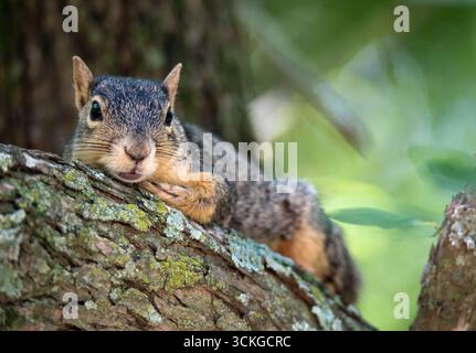 Niedliches Eichhörnchen des Ostfuchs (Sciurus niger), das auf einem Eichenzweig ruht Stockfoto