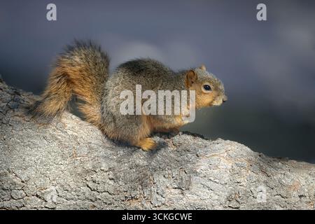 Niedliches kleines Ostfuchs-Eichhörnchen (Sciurus niger), das auf einem Eichenzweig sitzt Stockfoto