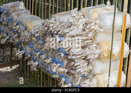 Indischer Austernpilz (Pleurotus pulmonarius), der eng mit dem Perlausternpilz (P. ostreatus) in der Farm verwandt ist, ein Speisepilz Stockfoto