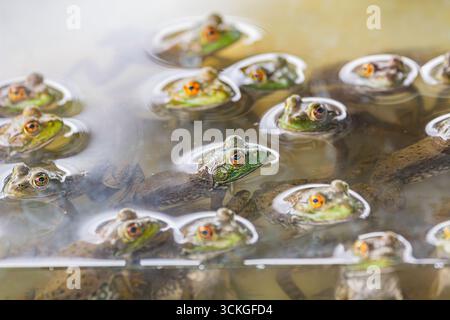 Junger Bullfrosch auf der Farm Stockfoto