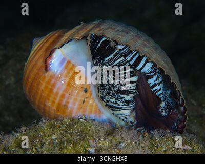 Riesenmuschel aus dem Mittelmeer Stockfoto
