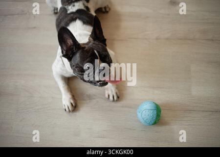 Französische Bulldogge, die auf dem Boden liegt und Toy Ball mit ausgezogener Zunge anstarrt Stockfoto