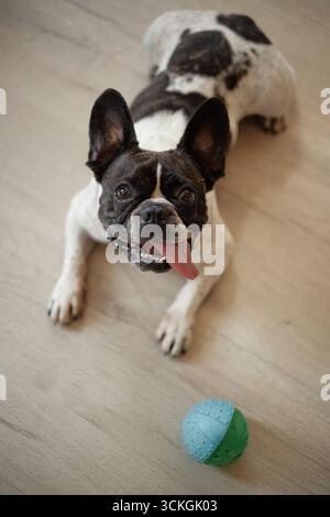Französische Bulldogge, die auf dem Boden liegt, die Zunge ausstreckt und die Kamera ansieht Stockfoto