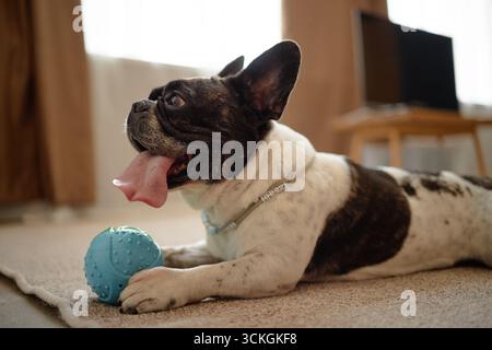 Französische Bulldogge, die drinnen liegt und mit blauem Gummikugel-Spielzeug auf dem Teppich spielt Stockfoto