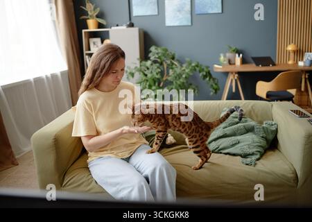 Junge Frau, die drinnen sitzt und Bengalkatze im Wohnzimmer füttert Stockfoto