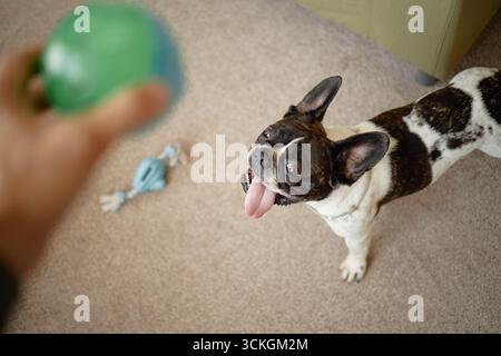 Französische Bulldogge, die auf dem Teppich steht und Ballwurf vorwegschaut Stockfoto