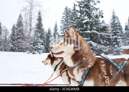 Zwei sibirische Huskys stehen im Winter draußen im Hartzeug, nach links mit schneebedeckten Bäumen im Hintergrund, Hunde erscheinen wachsam und bereit für Schlittenfahrten Stockfoto