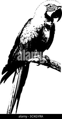 Kontrastreiche schwarz-weiße Papageienschablone für urbane Kunst und Dekoration. Stock Vektor