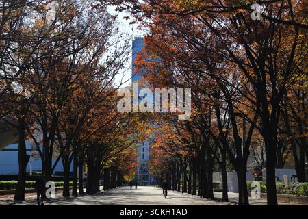 Das tägliche Leben in Japan die japanische Zelkova-Allee im Yoyogi Park ist während der Herbstsaison wunderschön. Stockfoto