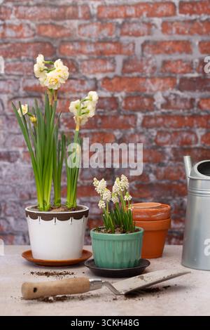 Blumentöpfe, Frühlingsblumen (Muscari und Narzissen), Kelle, Gießkanne und Backsteinhintergrund Stockfoto