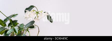 Blumenbanner mit blühenden weißen Stiefhanotisblüten und glänzend grünen Blättern auf Zimmerpflanze, minimaler natürlicher Hintergrund Stockfoto