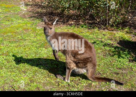 Ein Kangaroo Island Känguru (Macropus fuliginosus fuliginosus) ist in Kangaroo Island in Südaustralien zu sehen. Stockfoto