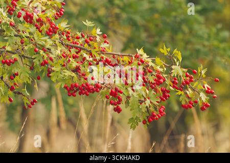 Nahaufnahme des Weißdornzweigs (Crataegus monogyna) mit Haufen hellroter Beeren am Waldrand im Herbst, Tschechien. Stockfoto