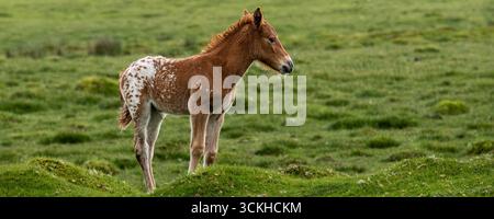 Ein Panoramabild eines wilden Bodmin Pony Fohlen, das auf dem Bodmin Moor in Cornwall in Großbritannien steht. Stockfoto