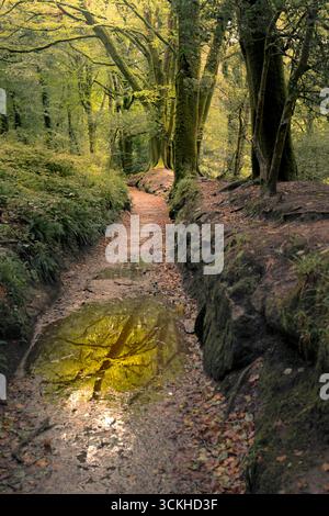 Der Leet Path durch den alten Eichenwald des Draynes Wood auf Bodmin Moor in Cornwall in Großbritannien. Stockfoto
