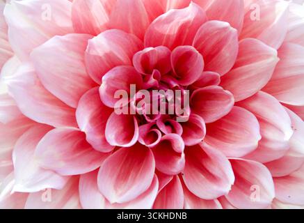 Porträt einer Biene, die auf einer offenen Blume ruht Stockfoto