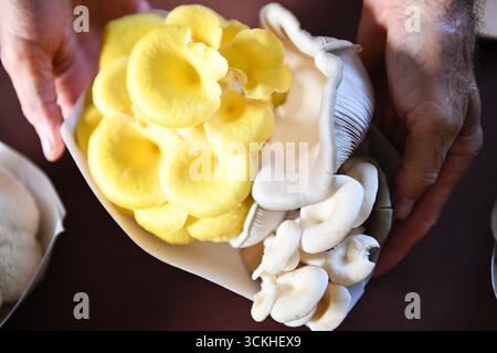 Tablett mit gelben und weißen Austernpilzen, die von den Händen gehalten werden Stockfoto